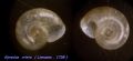 Gyraulus (Armiger)&nbsp;crista